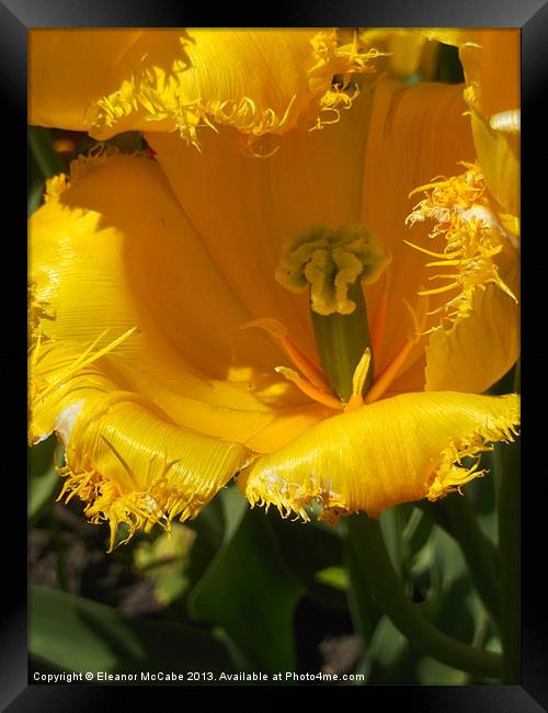 Sunshine Yellow Silk! Framed Print by Eleanor McCabe