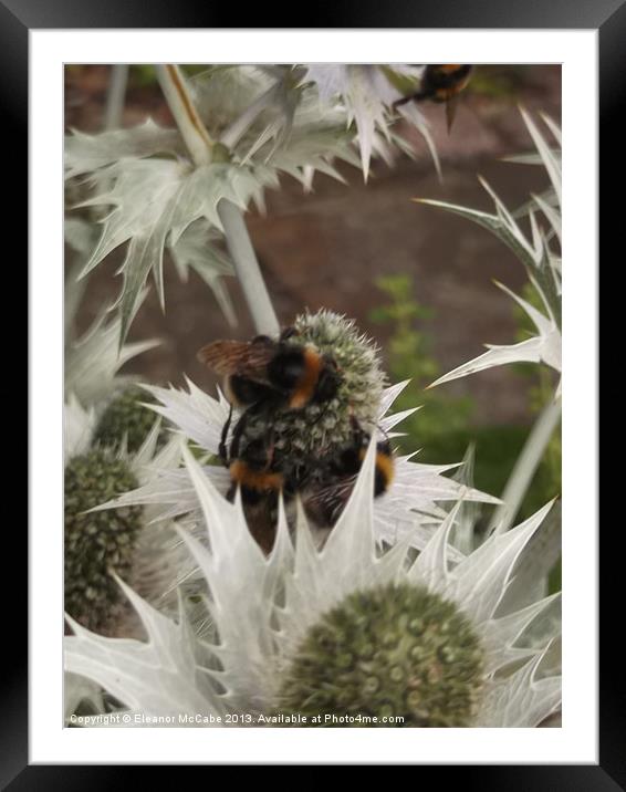 Prickles Everywhere! Framed Mounted Print by Eleanor McCabe