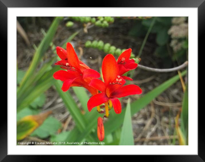 Summer Red! Framed Mounted Print by Eleanor McCabe