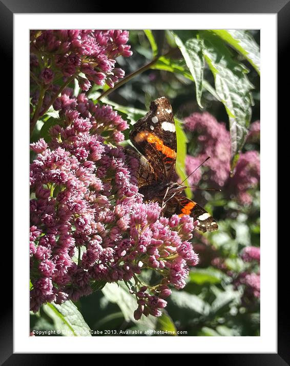 Shiny Red Admiral! Framed Mounted Print by Eleanor McCabe