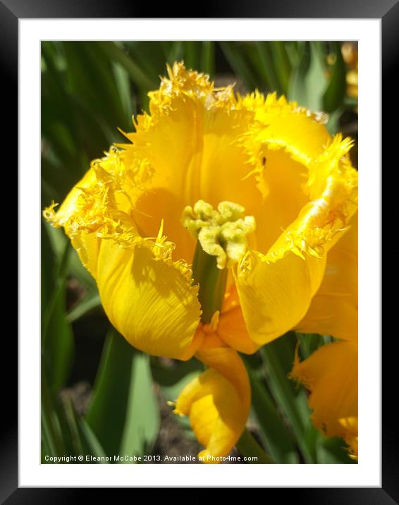Striking Spring Yellow! Framed Mounted Print by Eleanor McCabe