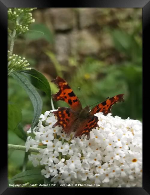 Cool Comma Butterfly! Framed Print by Eleanor McCabe