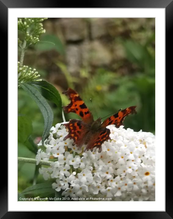 Cool Comma Butterfly! Framed Mounted Print by Eleanor McCabe