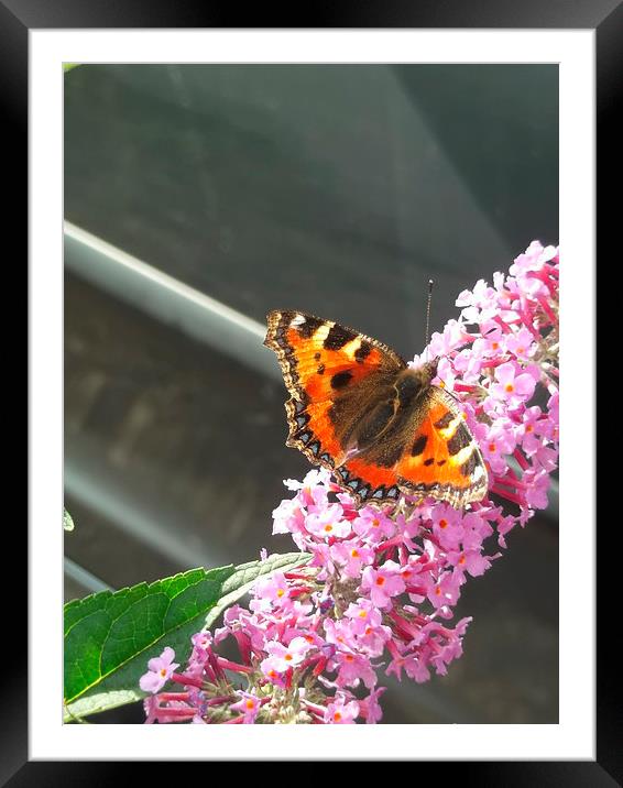 Tame Tortoiseshell! Framed Mounted Print by Eleanor McCabe