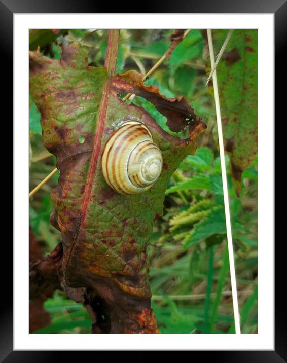 September Snail 1 Framed Mounted Print by Eleanor McCabe