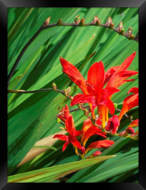 Flaming Red! Framed Print by Eleanor McCabe