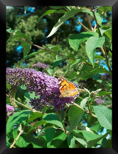 Perfect Painted Lady! Framed Print by Eleanor McCabe