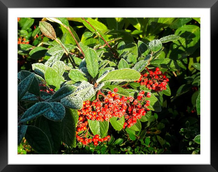 Frozen Berries! Framed Mounted Print by Eleanor McCabe