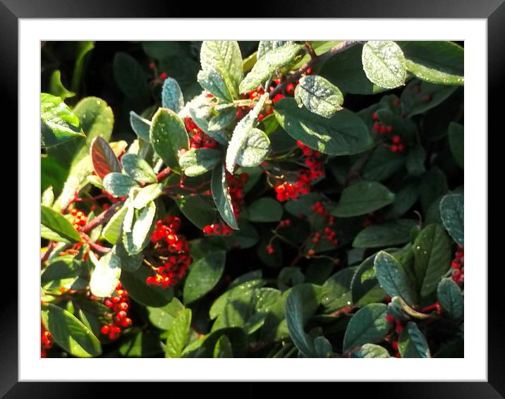 Frozen Berries 1 Framed Mounted Print by Eleanor McCabe