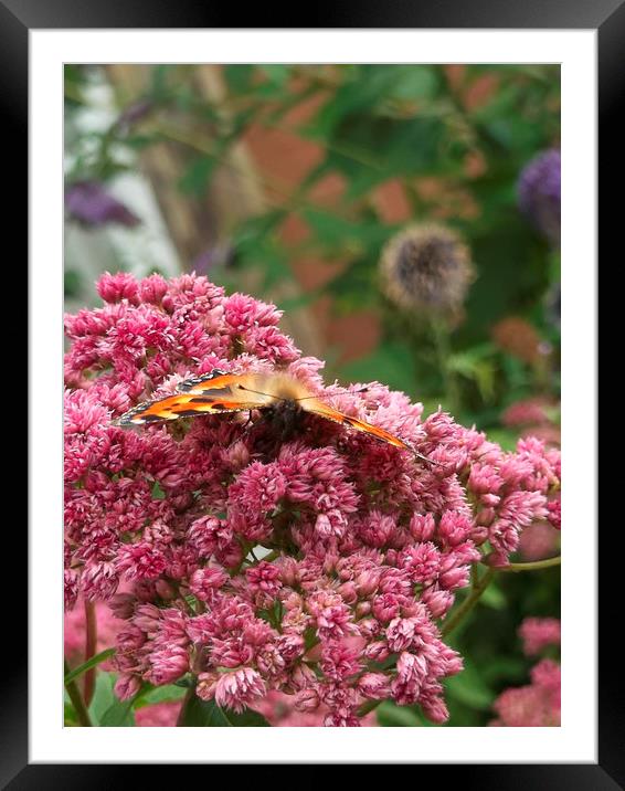 Tame Tortoiseshell! Framed Mounted Print by Eleanor McCabe