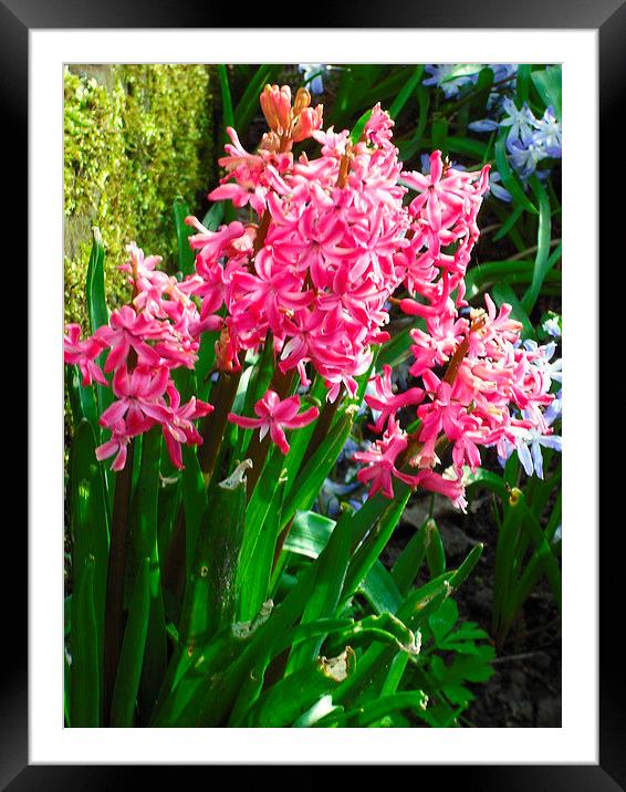 Sugar Pink Scent Framed Mounted Print by Eleanor McCabe