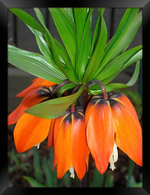 Fruity Orange Framed Print by Eleanor McCabe