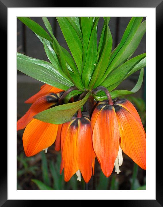 Fruity Orange Framed Mounted Print by Eleanor McCabe