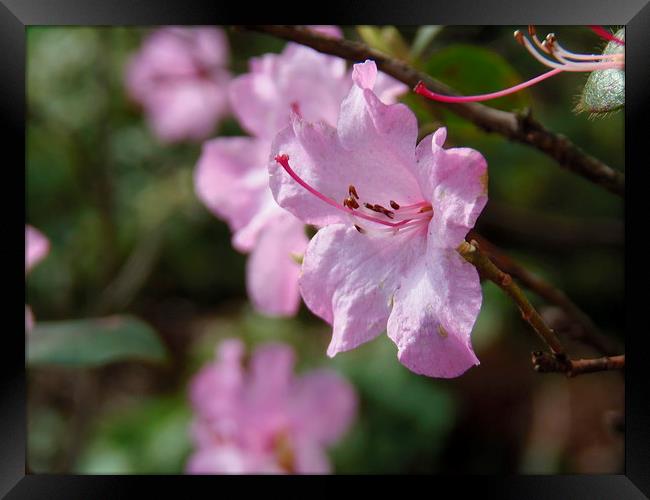 Spring Candy Pink Framed Print by Eleanor McCabe