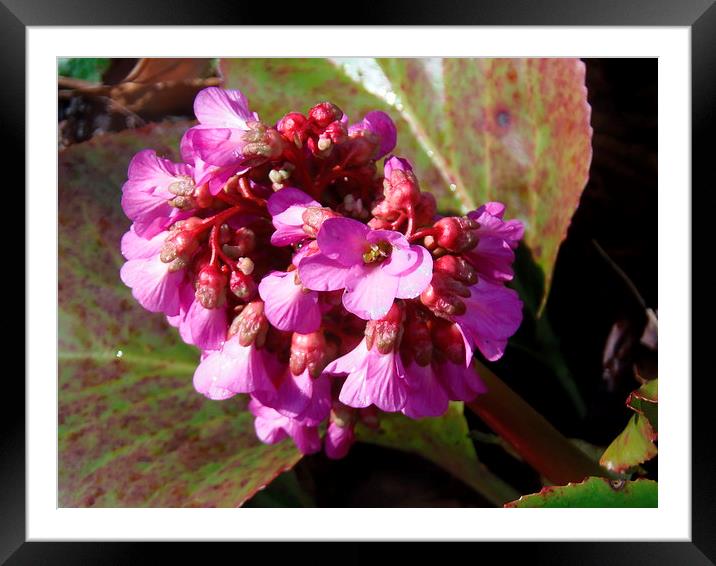 Sweet Purple Bells! Framed Mounted Print by Eleanor McCabe