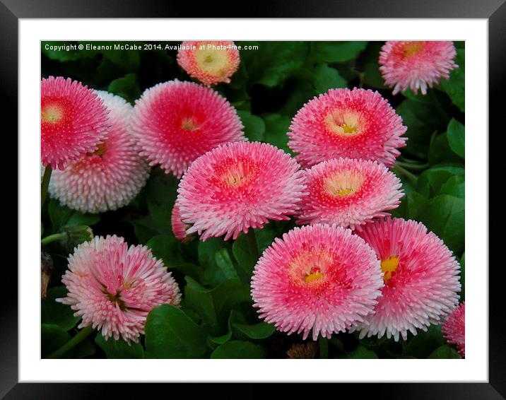  Pink Perfection Framed Mounted Print by Eleanor McCabe