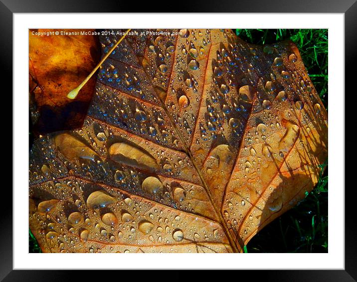  Frosty Autumn Beauty! Framed Mounted Print by Eleanor McCabe