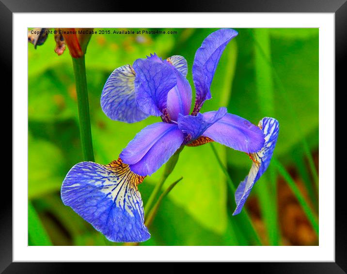  Shiny Blue Summer Iris! Framed Mounted Print by Eleanor McCabe