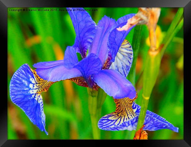  Summer Sky Blue Silky Iris Framed Print by Eleanor McCabe