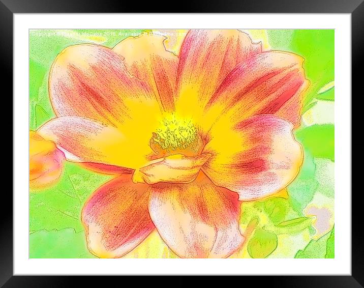  Delightful Delicate Dahlia Framed Mounted Print by Eleanor McCabe