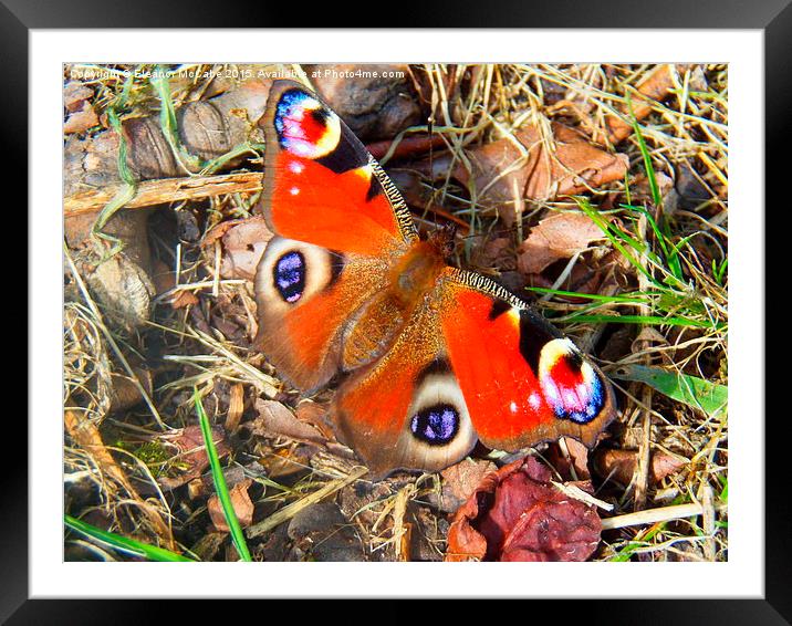 Shiny Pretty Peacock! Framed Mounted Print by Eleanor McCabe