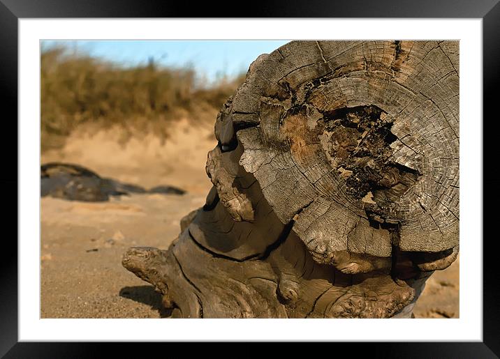 Driftwood Framed Mounted Print by Paul Davis