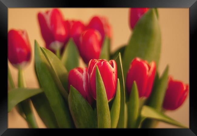 Tulip Soft Focus Framed Print by Paul Davis