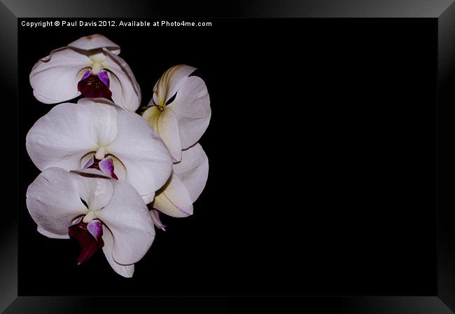 Orchid Framed Print by Paul Davis