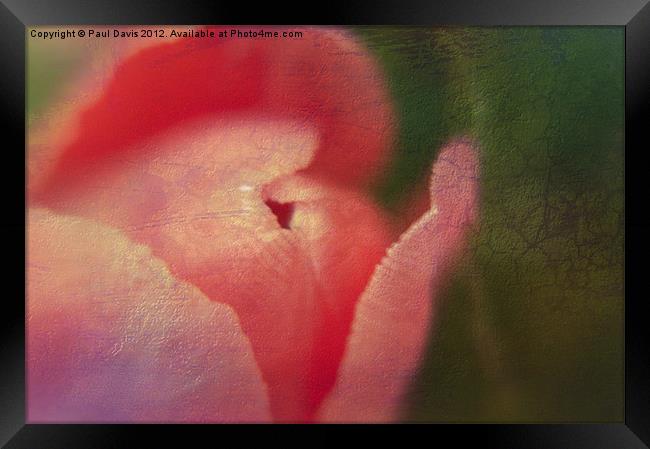 Tulip Textured Framed Print by Paul Davis