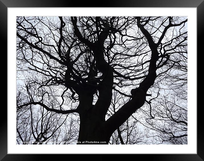 Tall Tree Framed Mounted Print by Joanne Partington