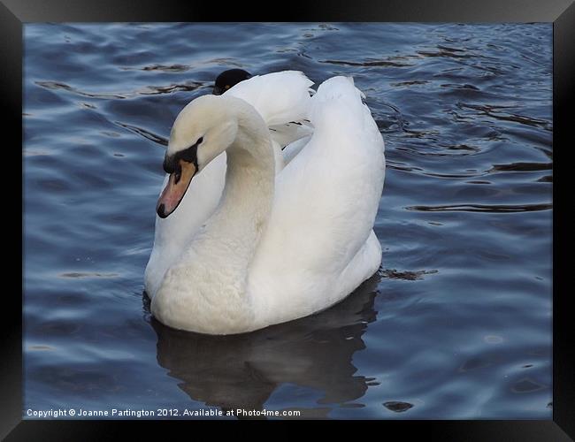 Swan on the Water Framed Print by Joanne Partington