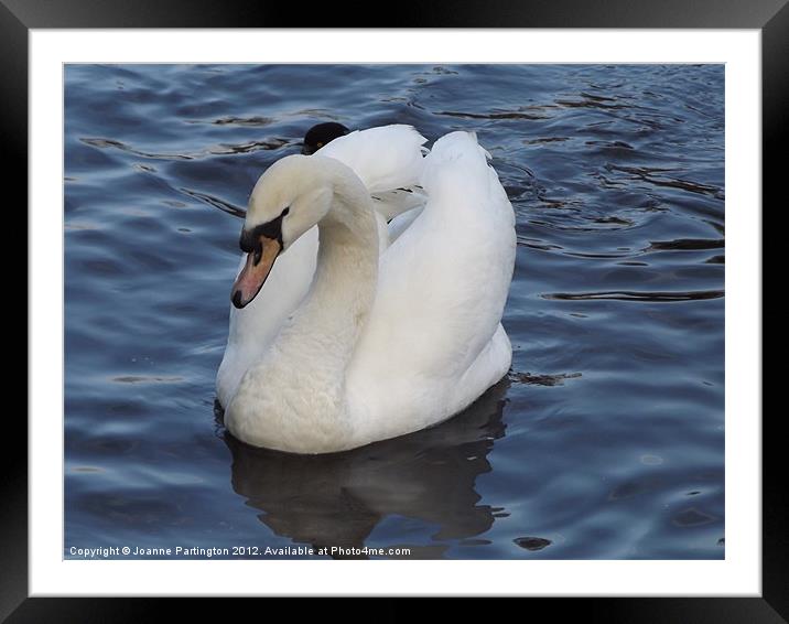 Swan on the Water Framed Mounted Print by Joanne Partington