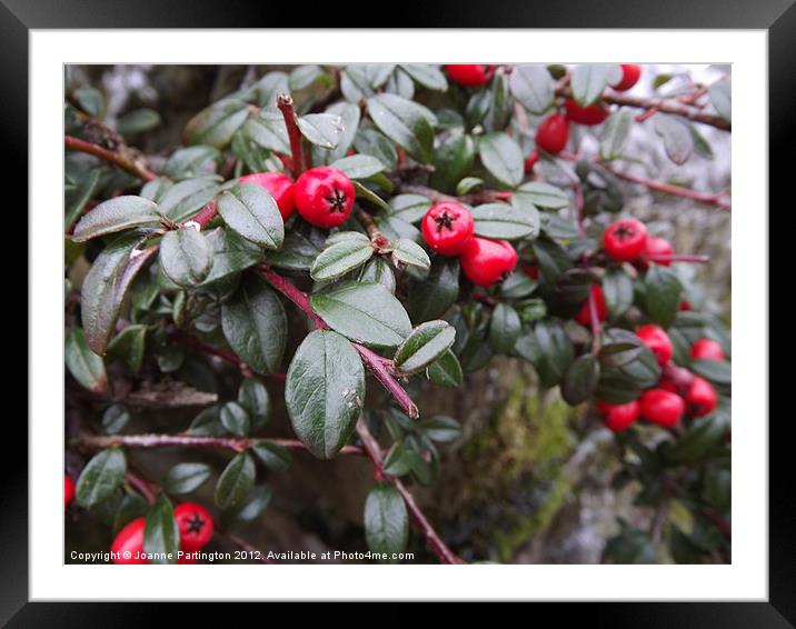 Winter Berries Framed Mounted Print by Joanne Partington