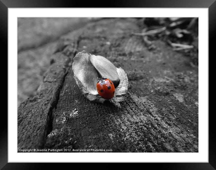 Ladybird on an acorn husk Framed Mounted Print by Joanne Partington