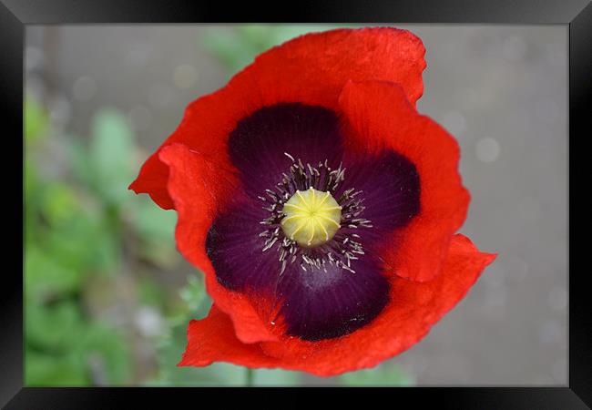 beauty in the garden Framed Print by linda cook