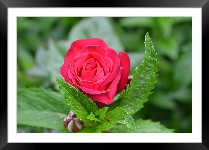 pink garden rose and fresh mint Framed Mounted Print by linda cook