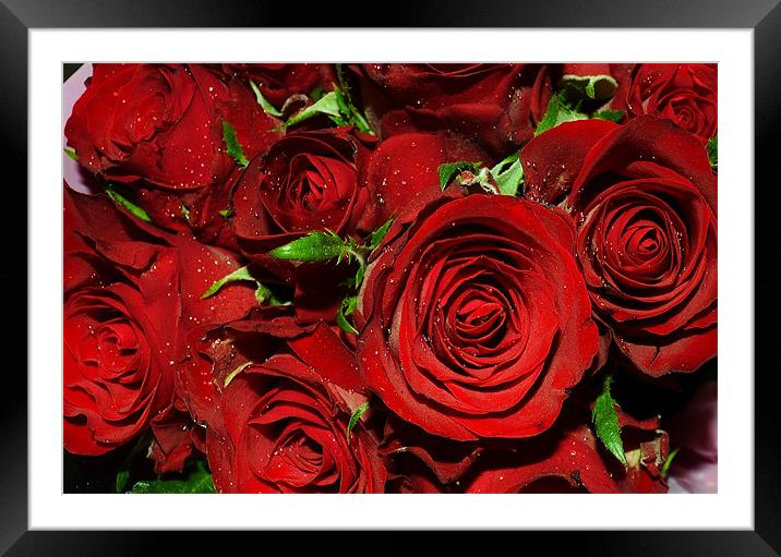 the rose of love Framed Mounted Print by linda cook