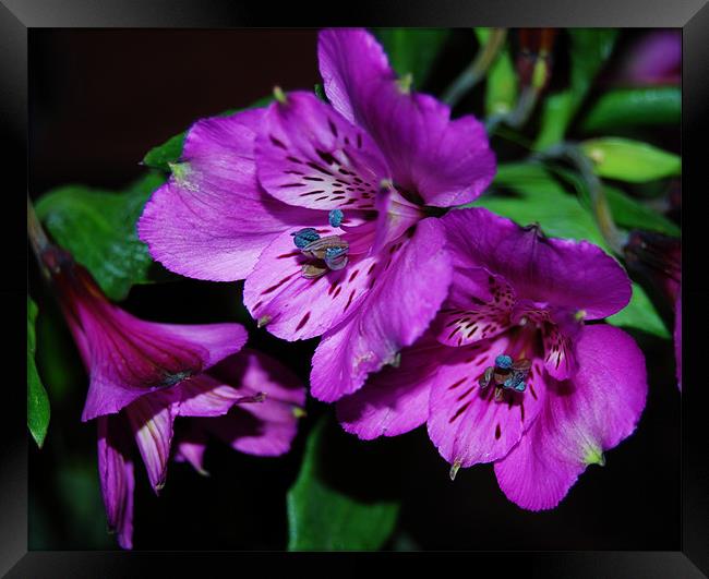 peruvian lily Framed Print by linda cook
