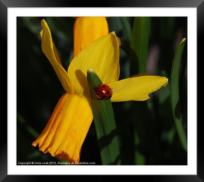 flower and insect Framed Mounted Print by linda cook