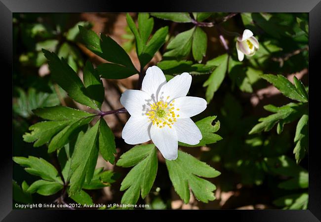 woodland splendour Framed Print by linda cook