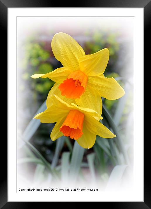 delightful garden daffodils Framed Mounted Print by linda cook
