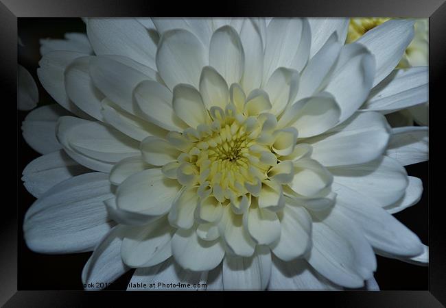 a white chrysanthemum Framed Print by linda cook