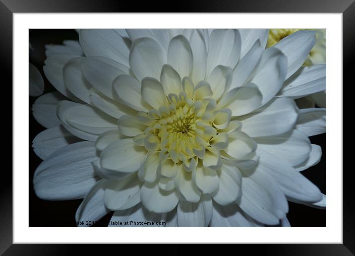a white chrysanthemum Framed Mounted Print by linda cook