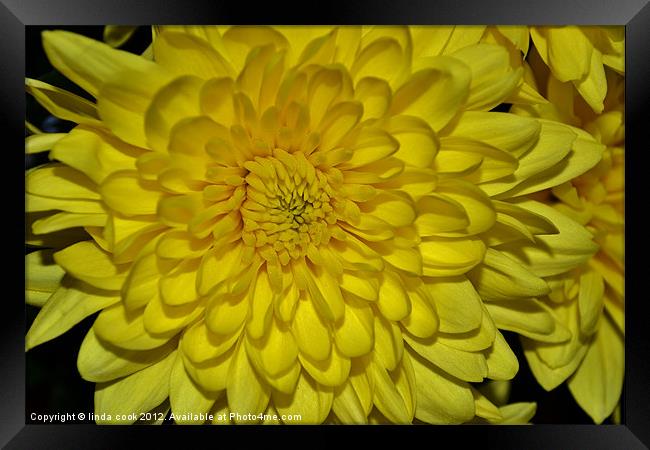 yellow chrysanthemum Framed Print by linda cook