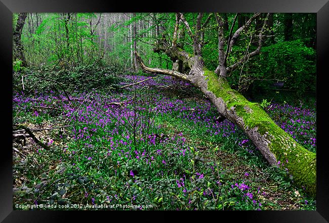 bluebells in blakes wood essex Framed Print by linda cook