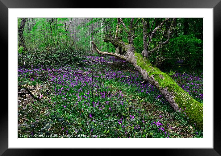 bluebells in blakes wood essex Framed Mounted Print by linda cook