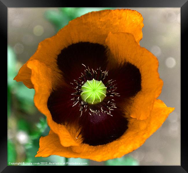 the poppy, flower of rememberance 2 Framed Print by linda cook