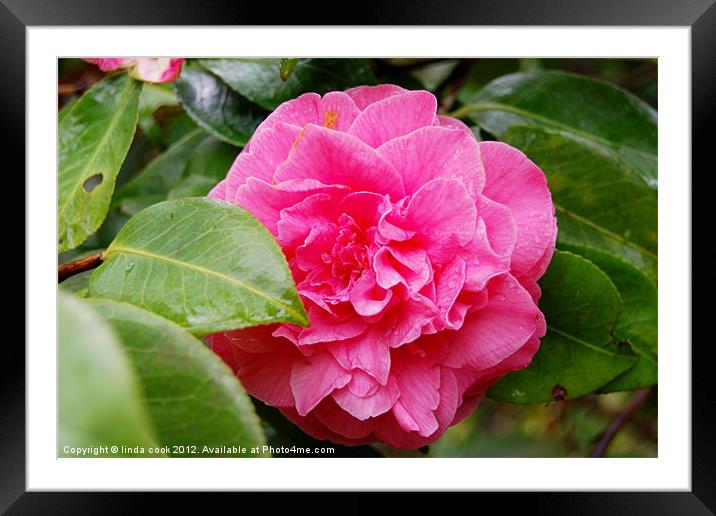 pink camellia Framed Mounted Print by linda cook