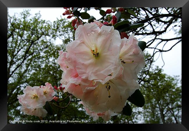 tinge of pink Framed Print by linda cook