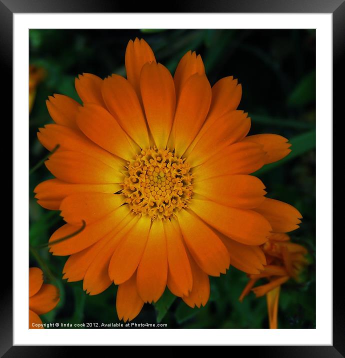 calendula, the field marigold Framed Mounted Print by linda cook